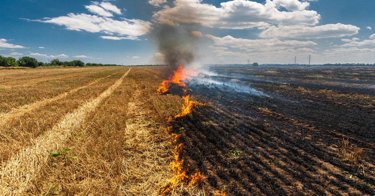 Latest company news about The Impact of Agricultural Burning on Air Quality and the Importance of Air Purifiers